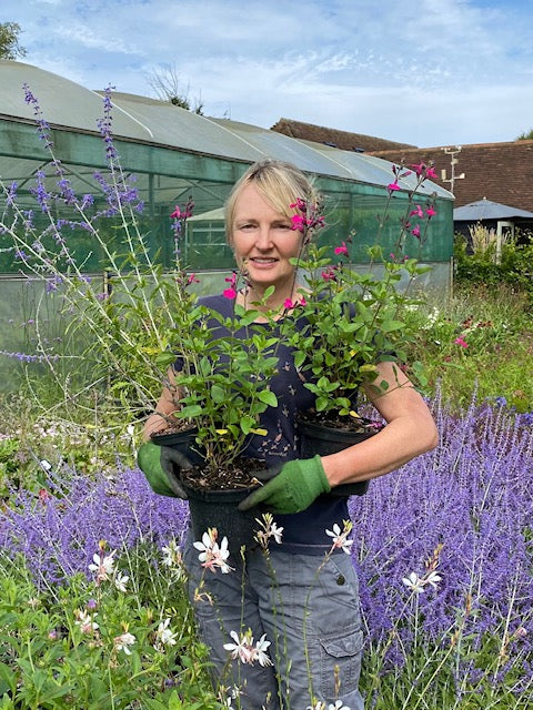 Planting Design & Garden Consultations