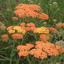 Achillea millefolium 'Terracotta'
