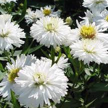 Symphyotrichum novi-belgii 'White Ladies'