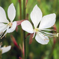 Gaura lindheimeri