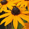 Rudbeckia fulgida 'Goldsturm'