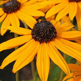 Rudbeckia fulgida 'Goldsturm'