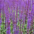 Salvia nemorosa 'Caradonna'
