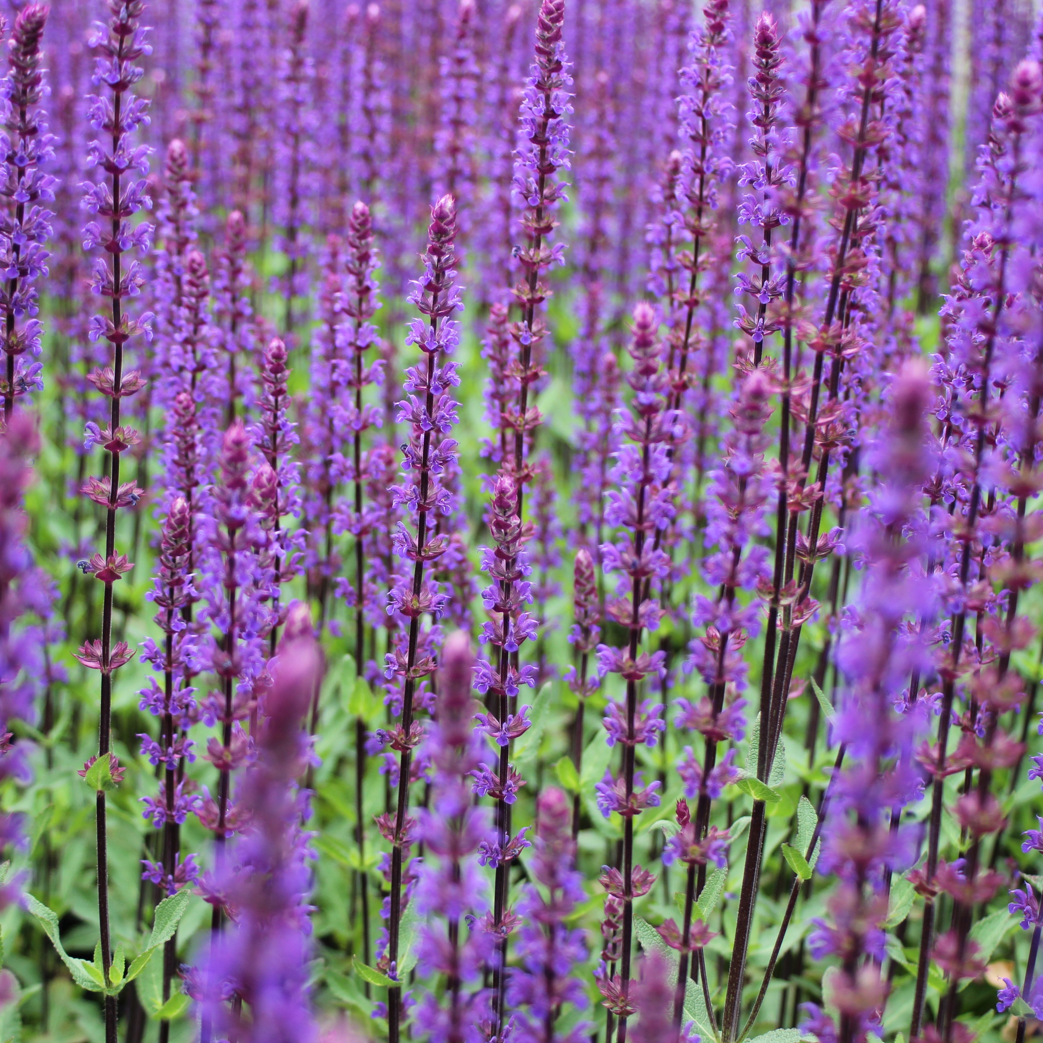 Salvia nemorosa 'Caradonna'
